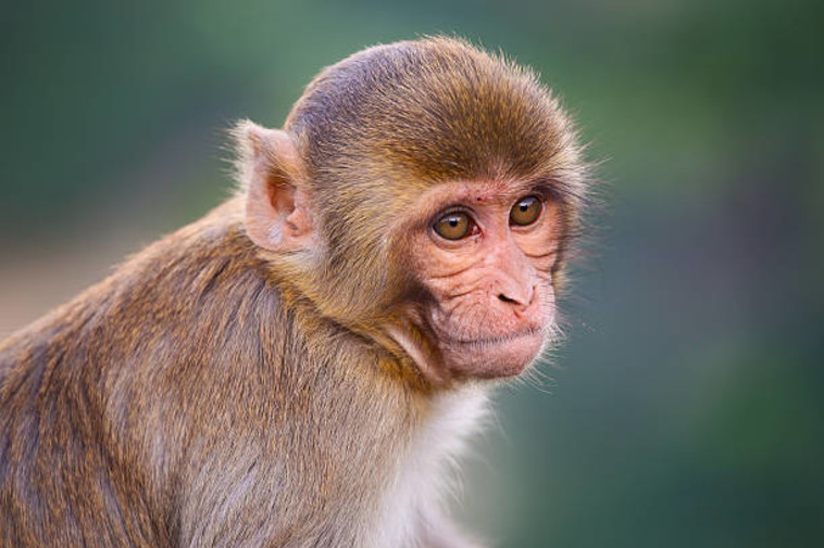 קוף מקוק רזוס, אילוסטרציה (צילום: Getty images)