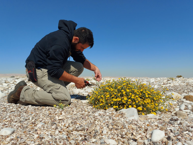 בחיפוש אחר הצמח המושלם. אייל דרורי
