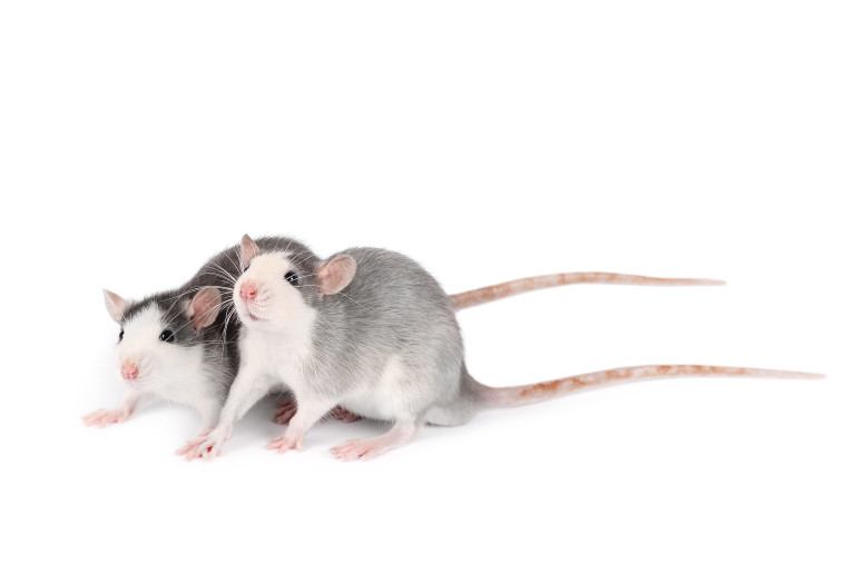 עכברים במעבדה (צילום: אינג'אימג')
