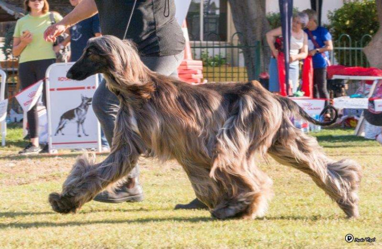 תערוכת הכלבים הבינלאומית של ההתאחדות לכלבנות 2021