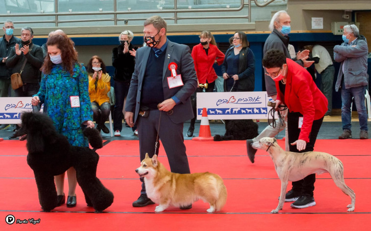 תערוכת הכלבים הבינלאומית של ההתאחדות לכלבנות 2021 (צילום: יגאל פדרו)