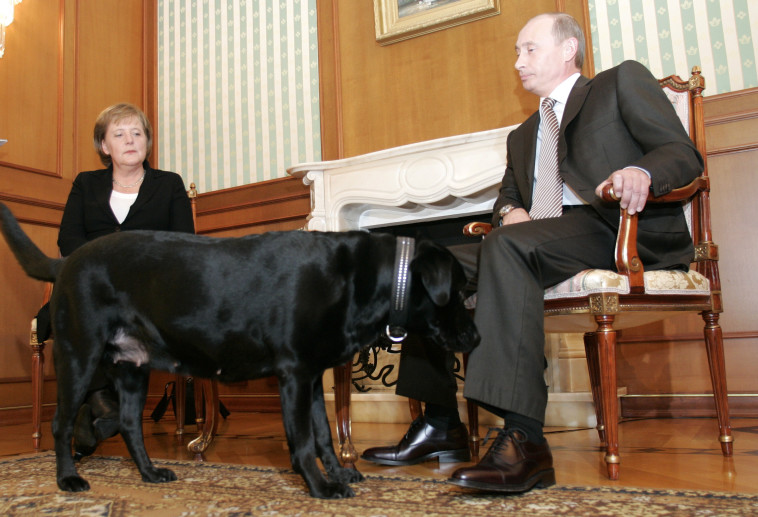 קוני, כלב הלברדור של נשיא רוסיה (צילום: רויטרס)