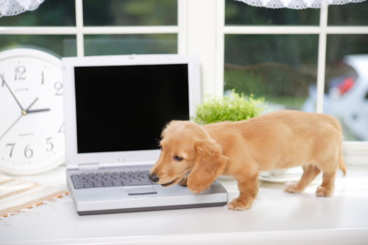 הקפה נשפך על המקלדת בגלל הכלב