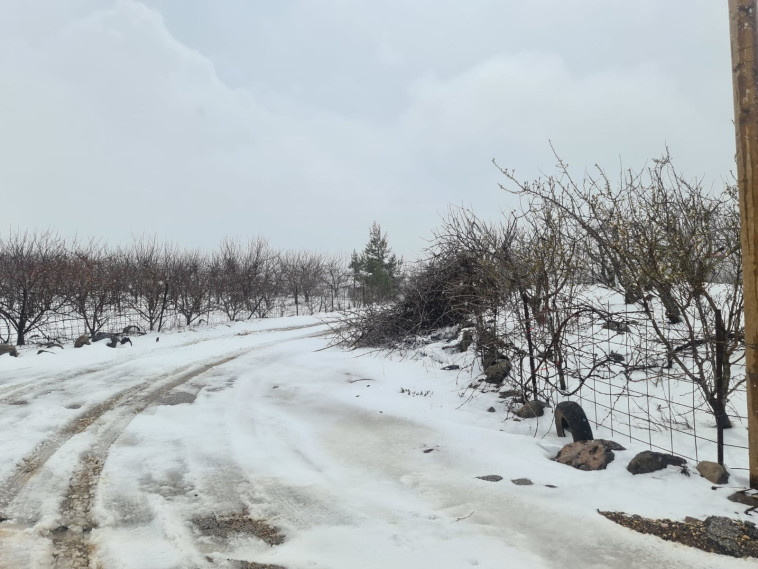 שלג בצפון רמת הגולן (צילום: רשות ניקוז ונחלים כינרת)