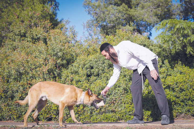 חברו הטוב של האדם (צילום: דוד כהן פלאש 90 )