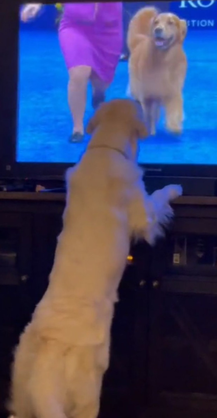 מתלהבת מהדמויות בטלוויזיה