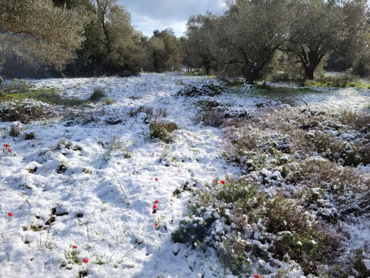 שלג בהר מירון