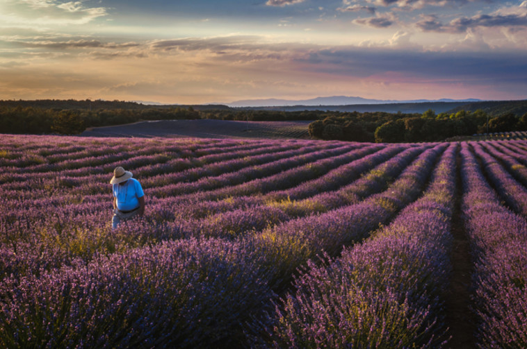 שדות הלבנדר בספרד