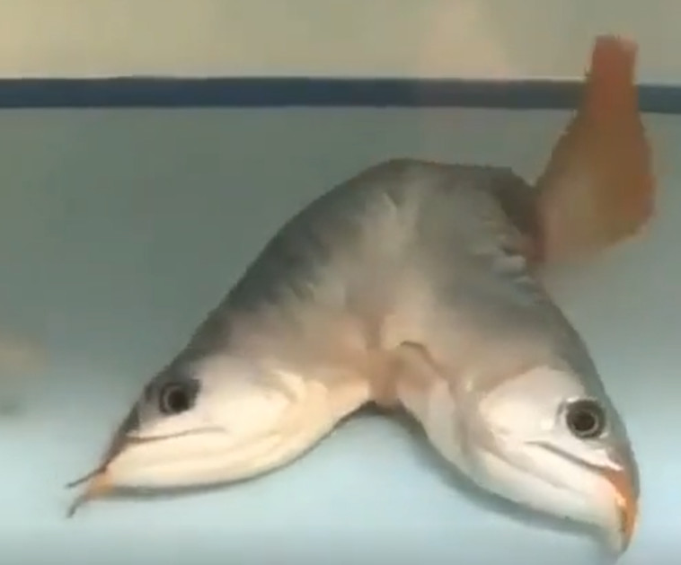 דג בעל שני ראשים