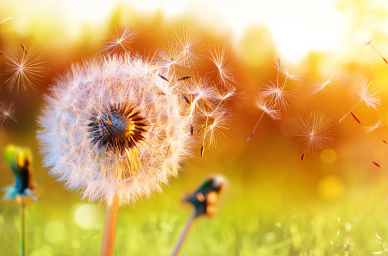 האבקה, אילוסטרציה