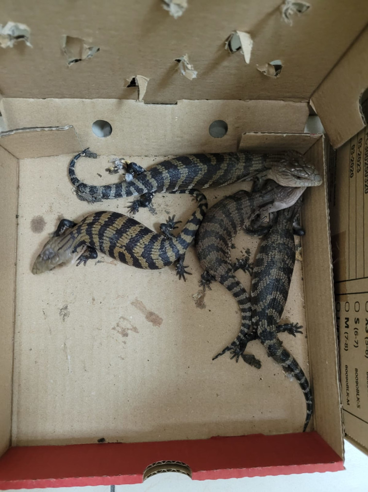 הלטאות שנתפסו בנתב''ג