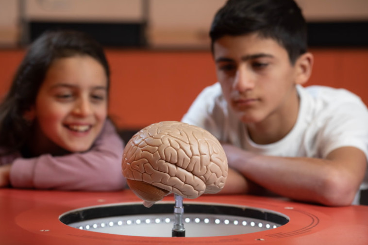 מוח. מוזיאון המדע ירושלים