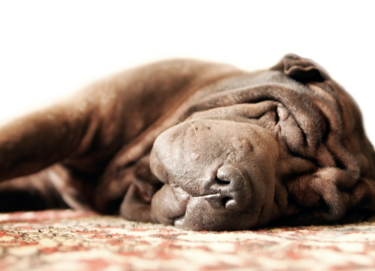 על מה כלבים חולמים?