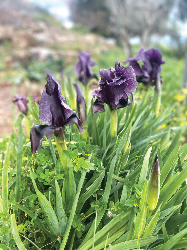 אירוס הגלבוע