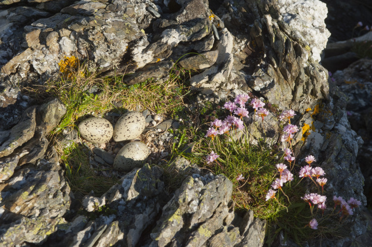 הטלה מוקדמת