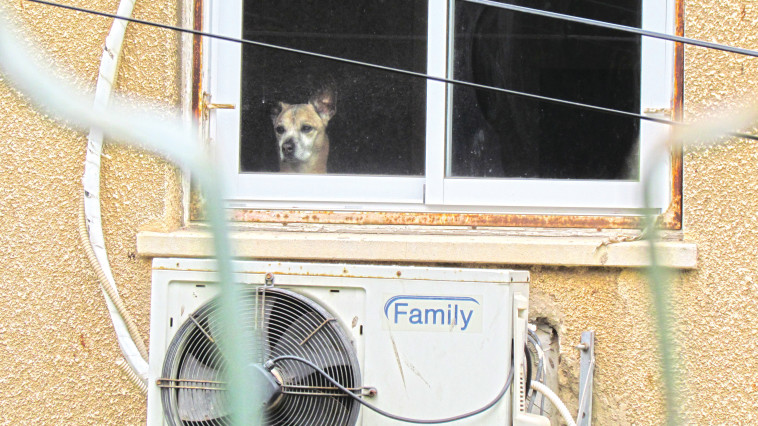 כלב בחלון (צילום: נתן זהבי)