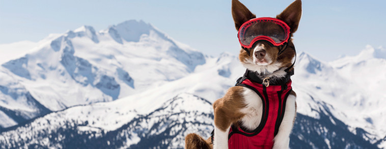 ''כלבלבי על''