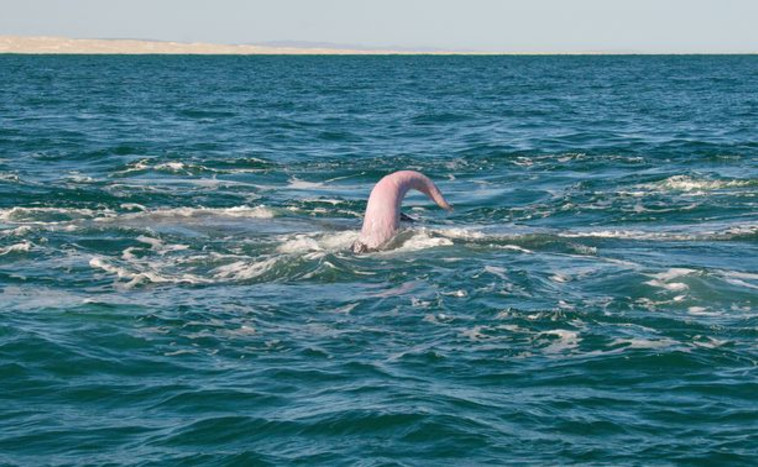 איבר מין של לוויתן בזמן זיווג (צילום: Getty images)