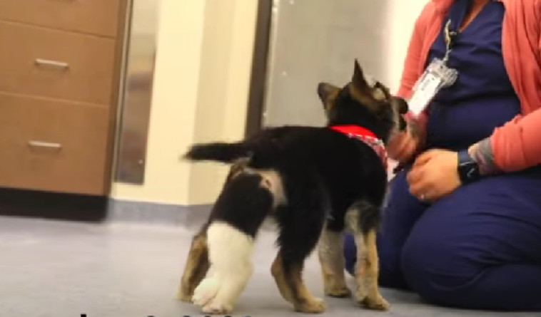 זוג הרגליים הנוסף של ראגה