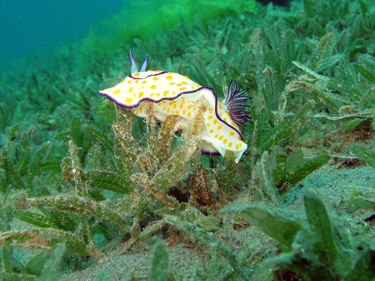 העולם התת ימי במפרץ אילת 