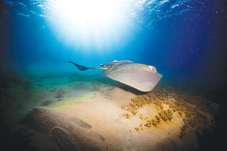 העולם התת ימי במפרץ אילת 