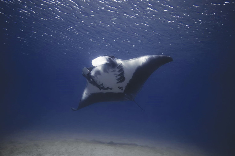 העולם התת ימי במפרץ אילת 