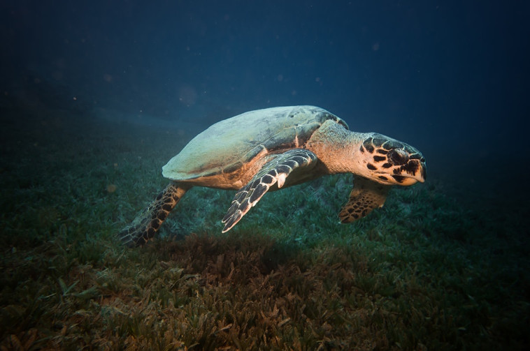 העולם התת ימי במפרץ אילת 