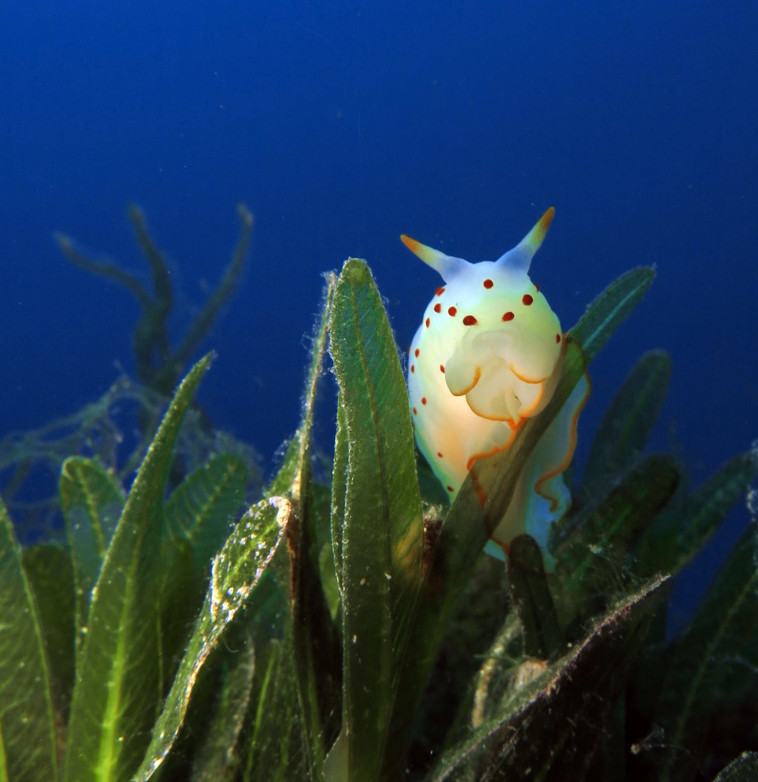 העולם התת ימי במפרץ אילת 