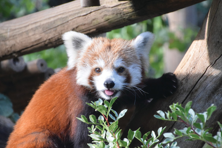 פנדה אדומה בגן החיות התנ''כי 
