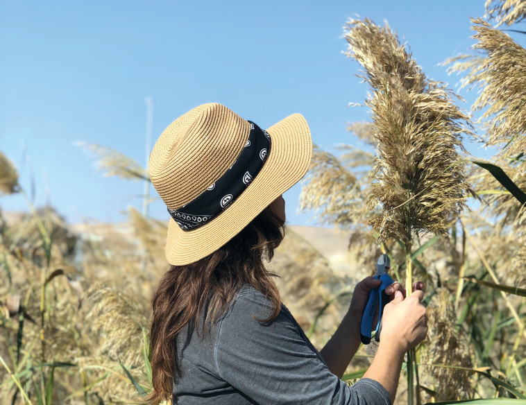 קטיף פמפסים בירוחם