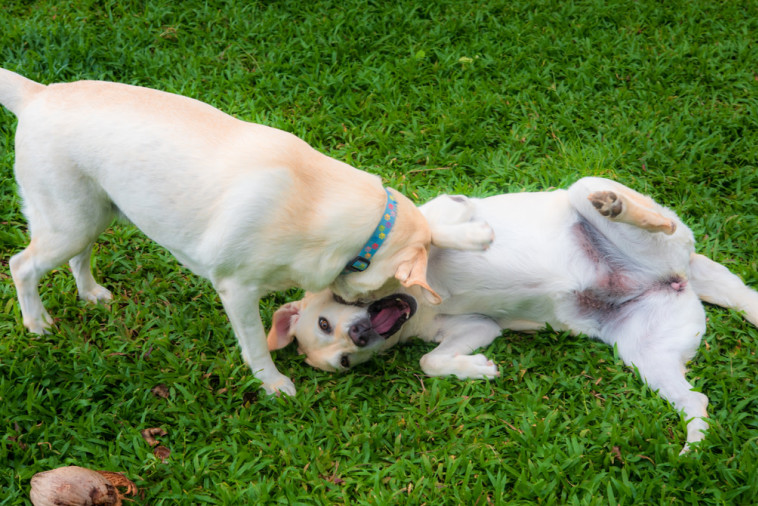כלבים משחקים