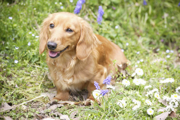 כלבים יכולים לחוש קנאה