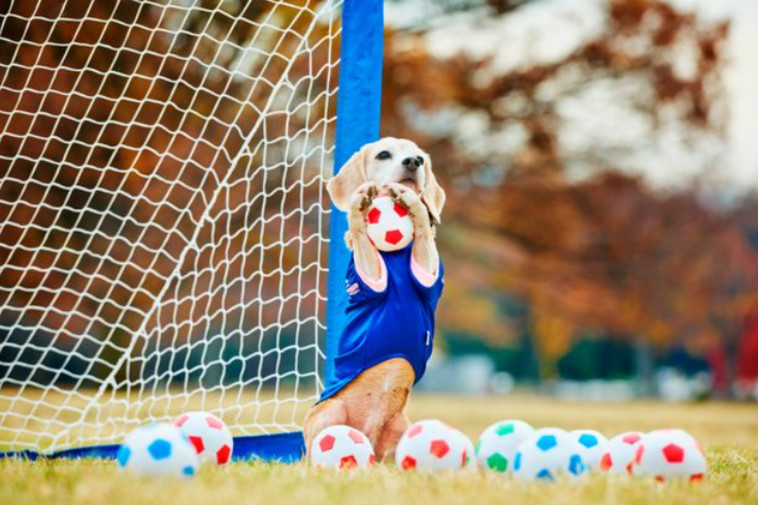 הכלב שתפס הכי הרבה כדורים בזמן הכי קצר (צילום: שיאי גינס)