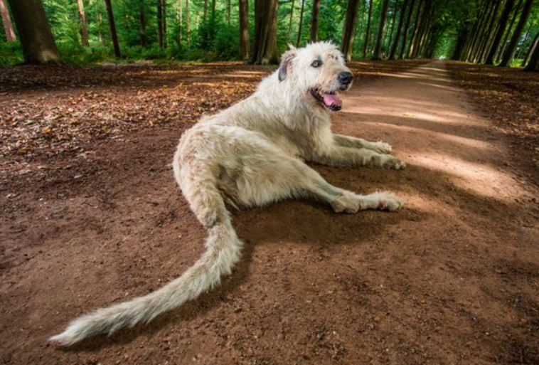 הכלב עם הזנב הכי ארוך בעולם (צילום: שיאי גינס)