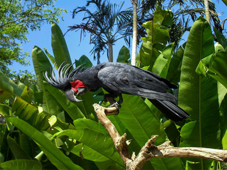 מינים שונים של קקדו עשויים לחיות כשישים שנים. תוכי קקדו שחור (צילום: Svetlana_NV, Shutterstock)