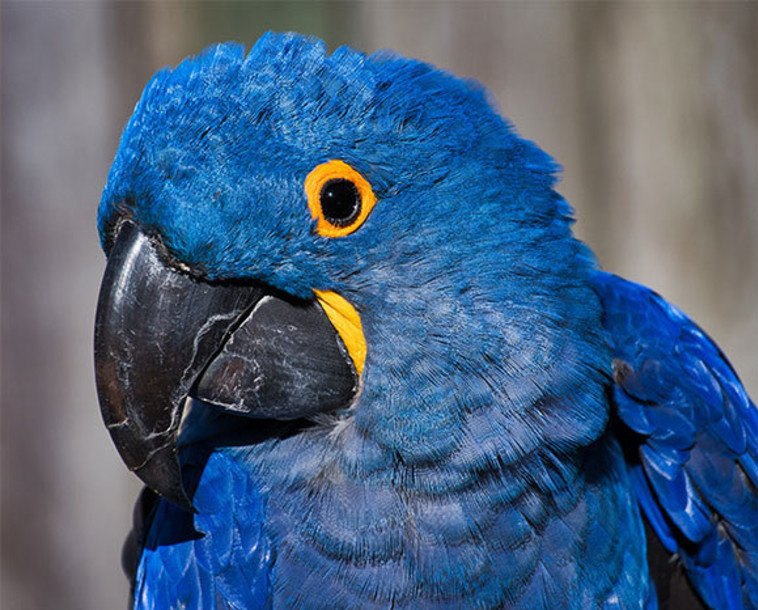 מוחו הגדול מאפשר לו להתגבר על בעיות וסכנות ולחיות חיים ארוכים. תוכי כחול