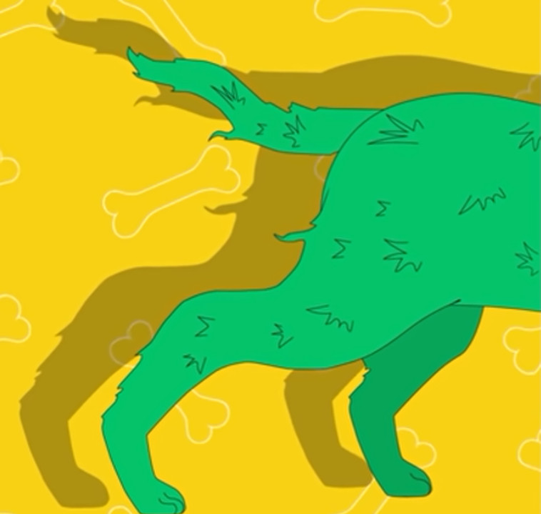 זנב או ראש של כלב?