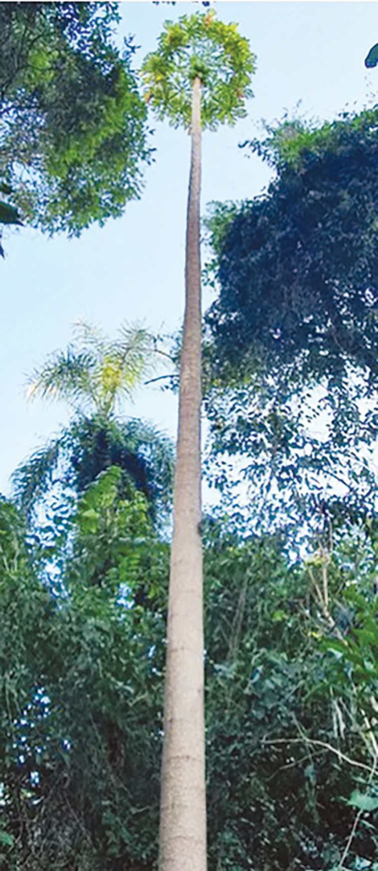 עץ הפפאיה הגבוהה בעולם (צילום: שיאי גינס)