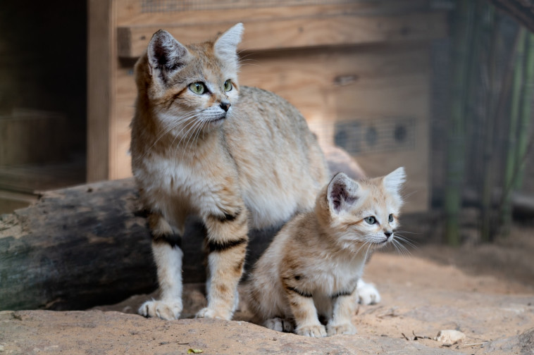 המלטה ''אדירה ונדירה''