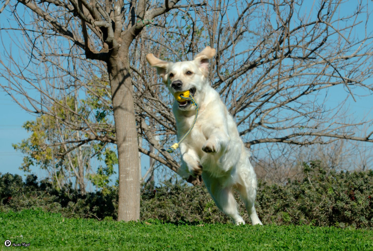 כלבים צריכים את הפרווה שלהם להגנה מפני מזג האוויר &ndash; גם בחורף וגם בקיץ