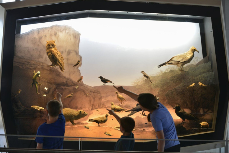 מוזאון הטבע ע''ש שטיינהרדט תל אביב