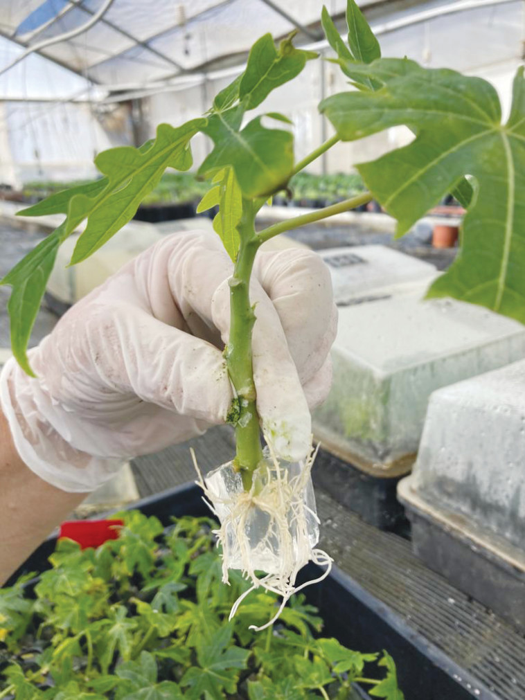 הסטארט־אפ הישראלי Tomgrow