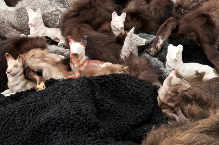 טליה טוקטלי-מרבץ זאבות