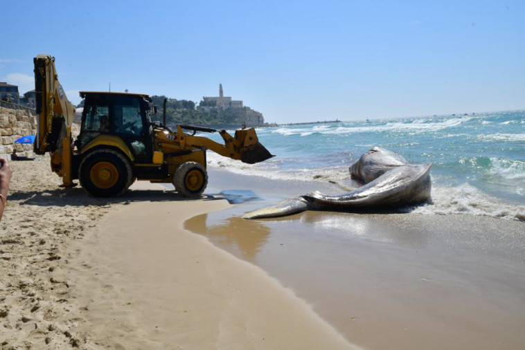 גופת הלווייתן שנסחפה לחופי יפו