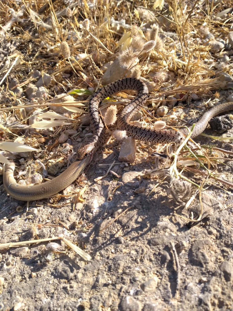  זעמן שחור צעיר מנסה לאכול נחושית נחשונית