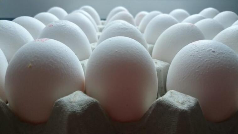 ביצים (צילום: Getty images)