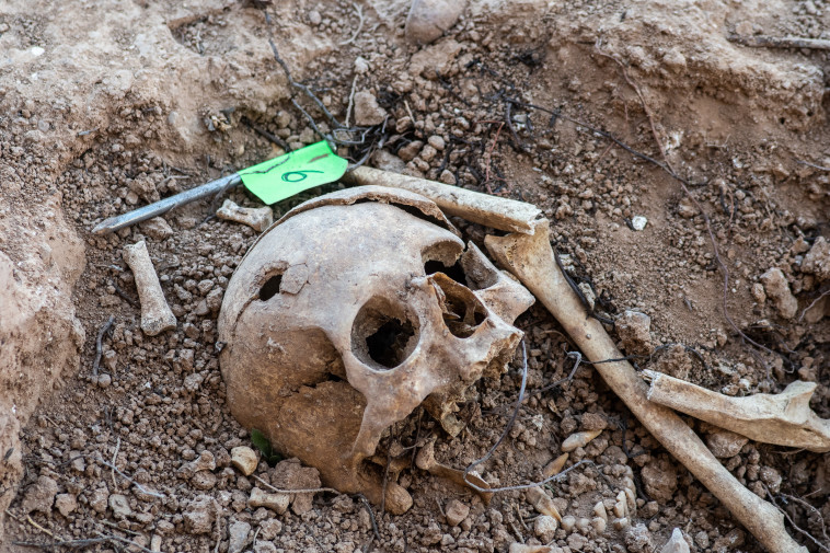 עצמות אדם שאותרו בחפירות ארכיאולוגיות (צילום: Getty images)