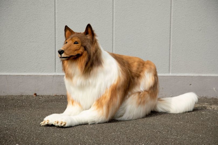 תחפושת הכלב הכי טובה שראינו