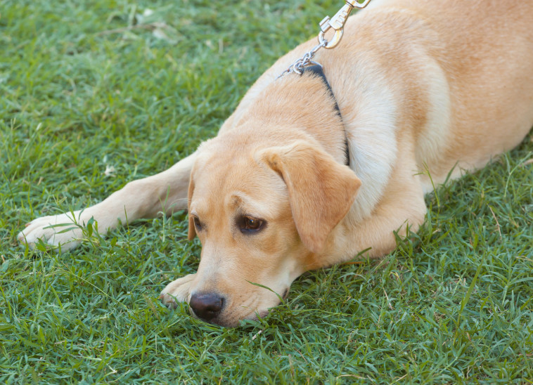 שירותי הסיוע אישרו לתאם לה תפקיד חדש