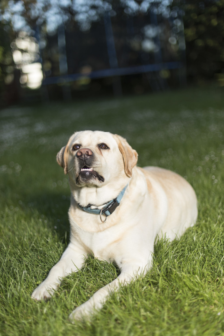 כלבה טיפולית, אחד המטופלים פרץ בבכי